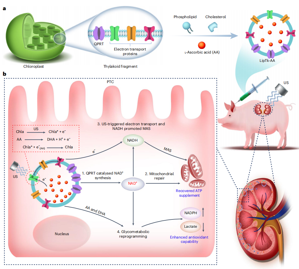 中国药学(英文版)